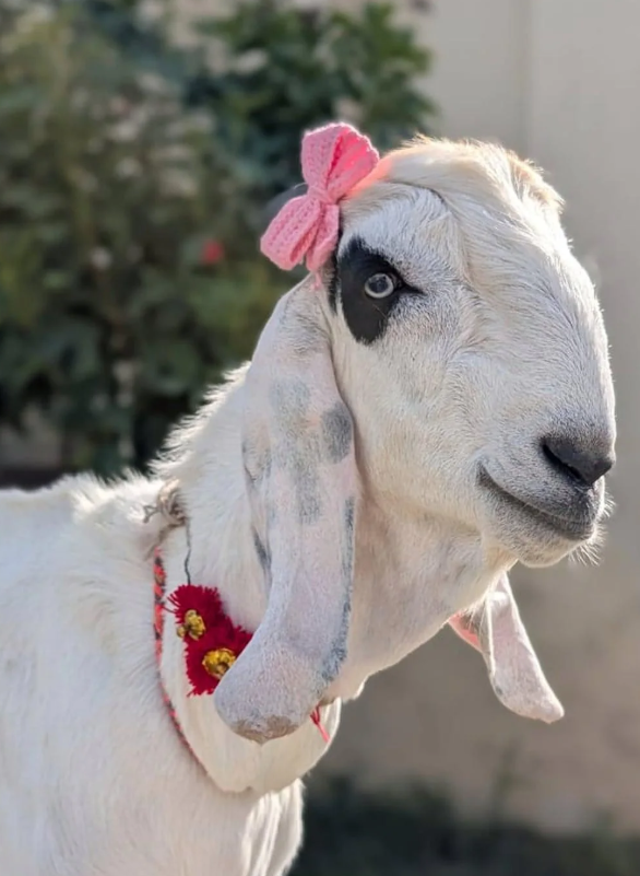 Cute Bow for your Pookie Bakra