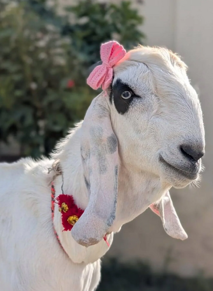 Cute Bow for your Pookie Bakra