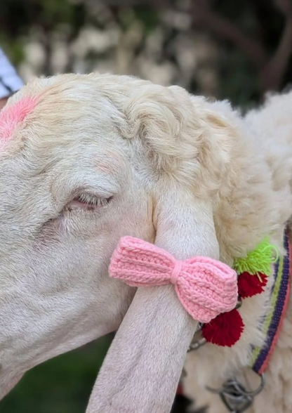 Cute Bow for your Pookie Bakra